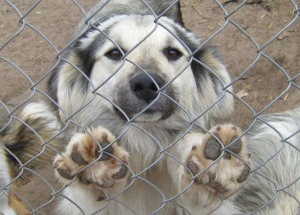 Строителям приюта для бездомных животных во Владивостоке требуется посильная помощь